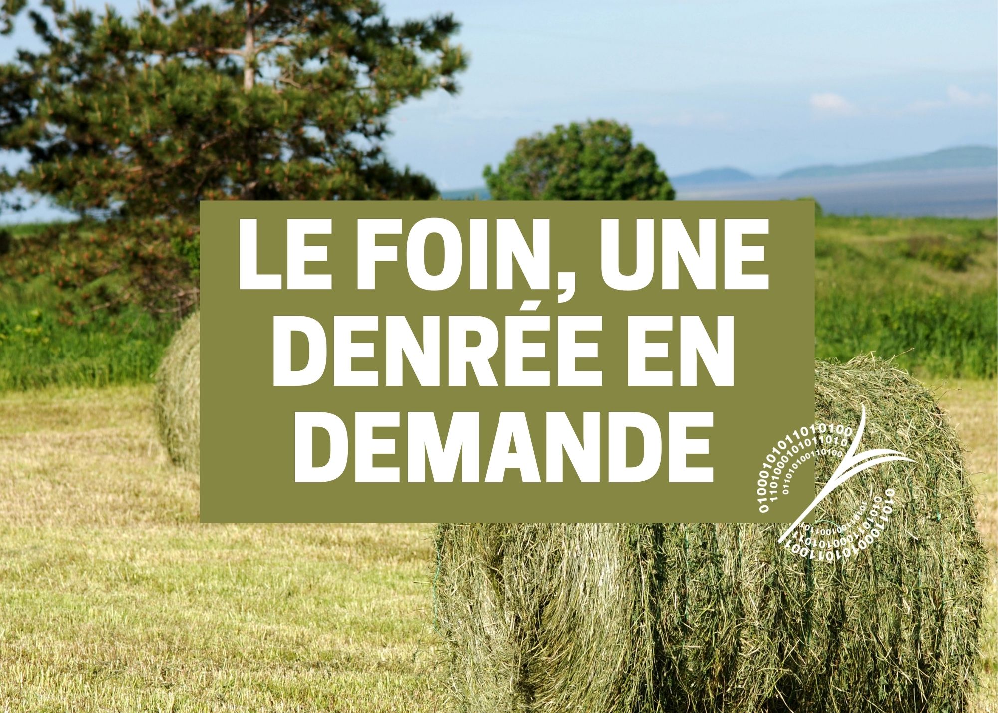 Le foin, une denrée en demande