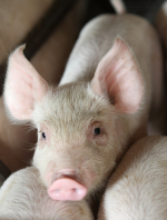Outils : Porcelets et Porcs - Outil de comparaison