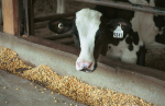 Outils : Veaux de grain - Outil de comparaison