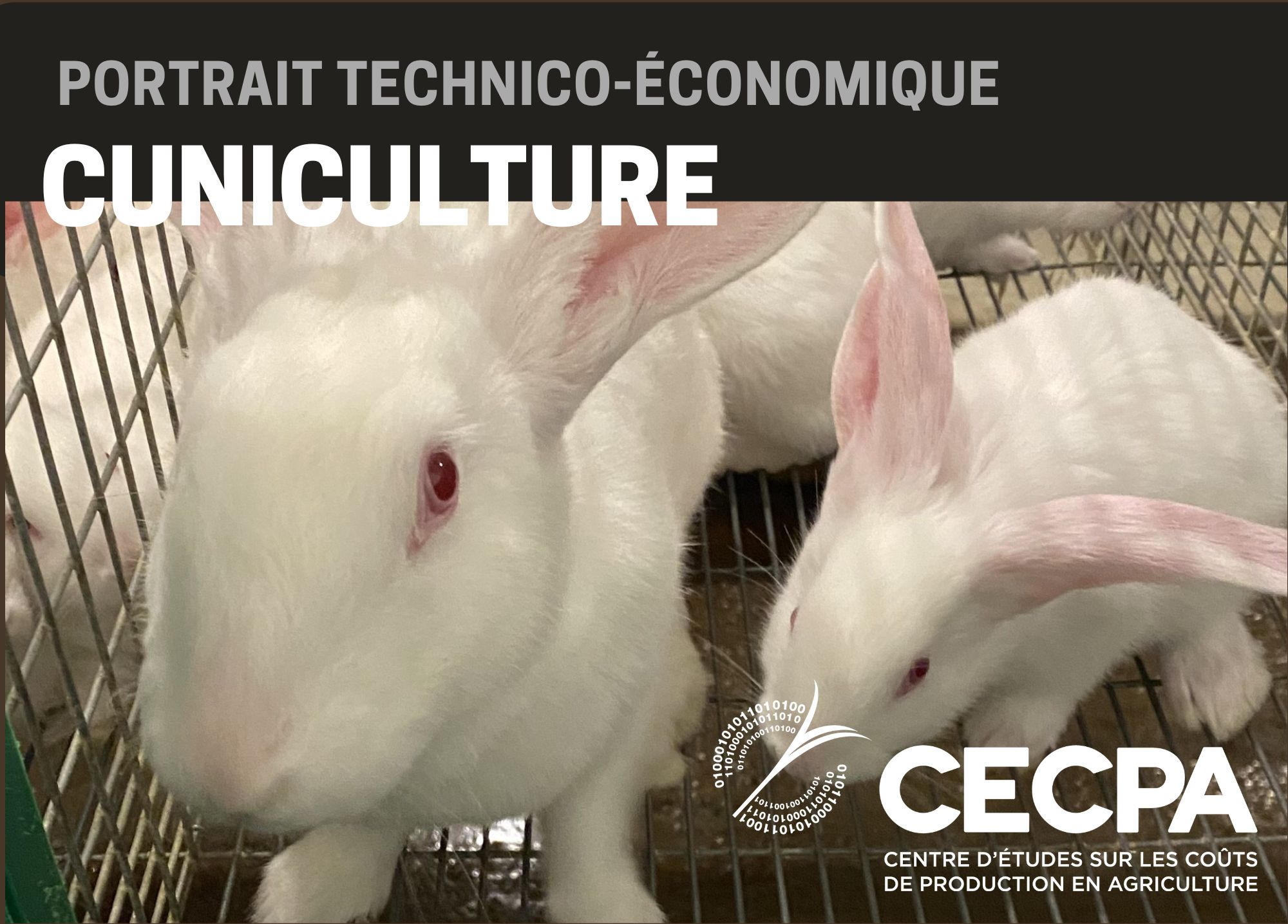 Études de coûts de production : PORTRAIT TECHNICO-ÉCONOMIQUE - CUNICULTURE 2019