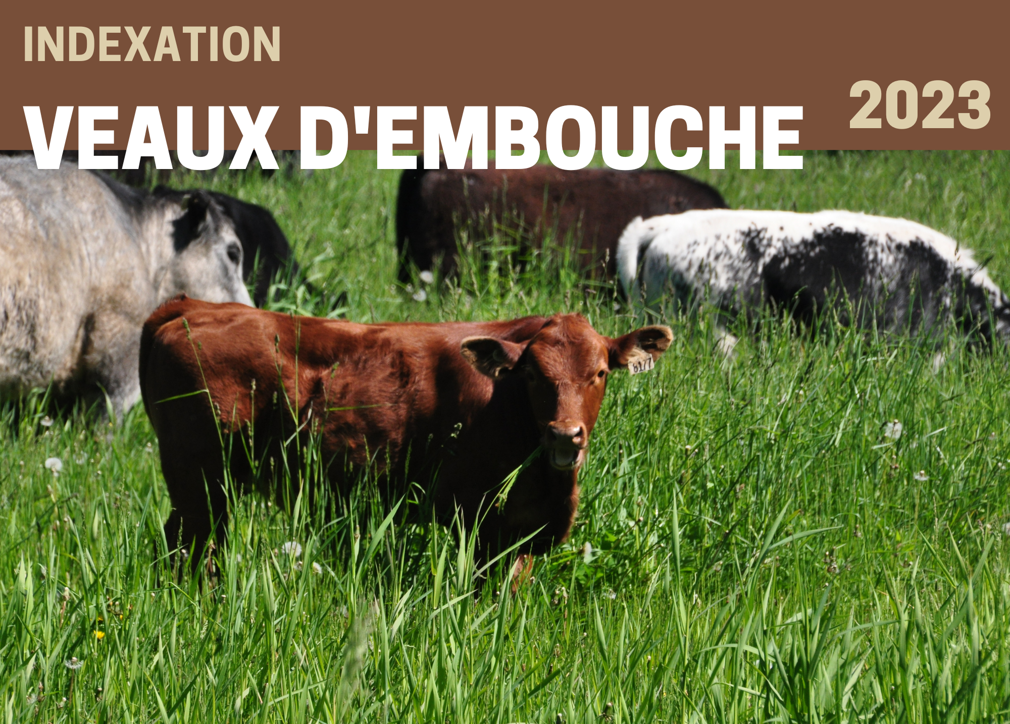 Informations complémentaires : INDEXATION 2023 - VEAUX D'EMBOUCHE